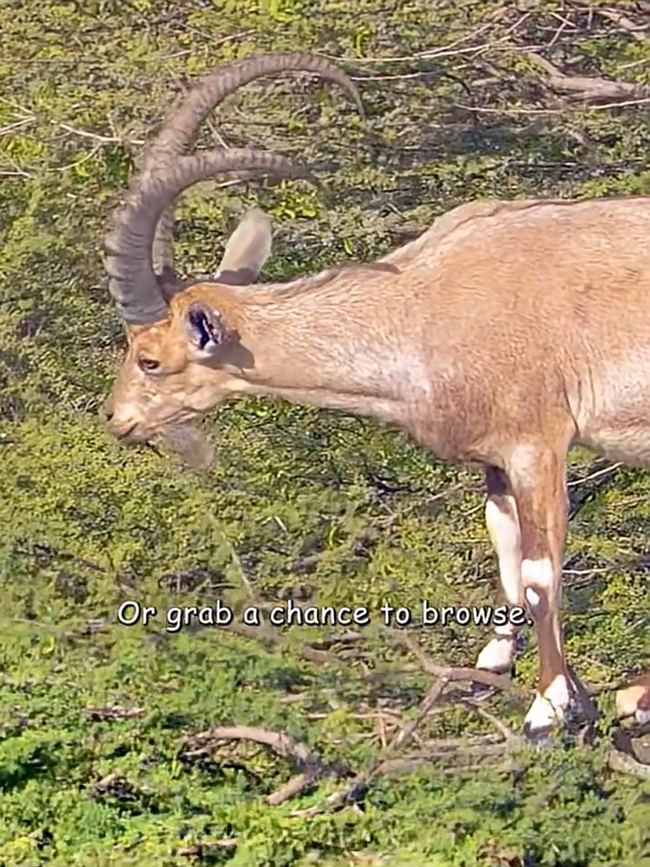 @Animal Life