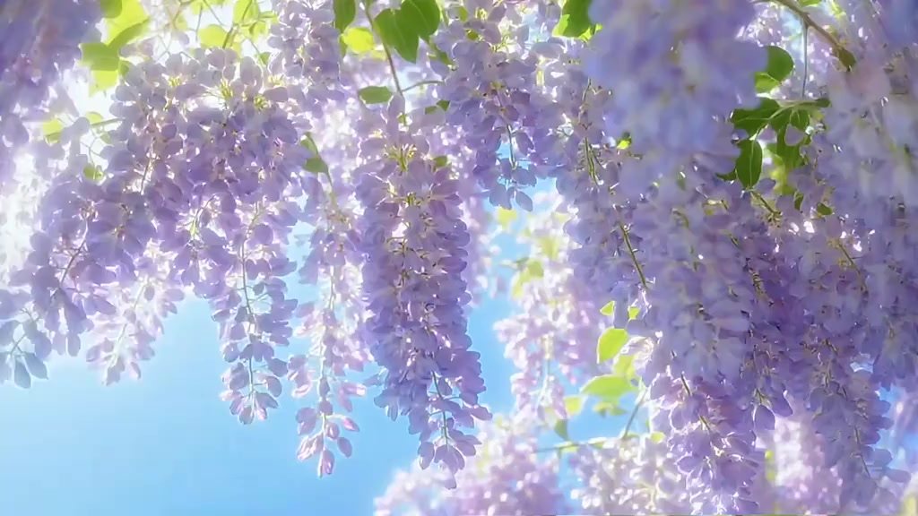 @꧁༺༒༻ɢı&aring;ɞảọ༺༒༻꧂ᴾᴿᴼシ