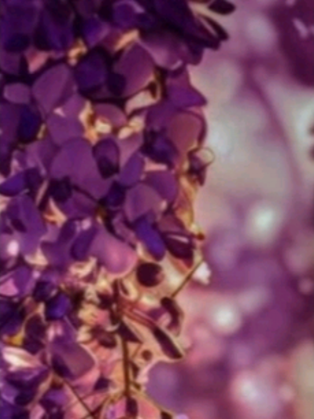 @𝙱𝙸𝙰 𝙻𝚢𝚛𝚒𝚌𝚜𖦤