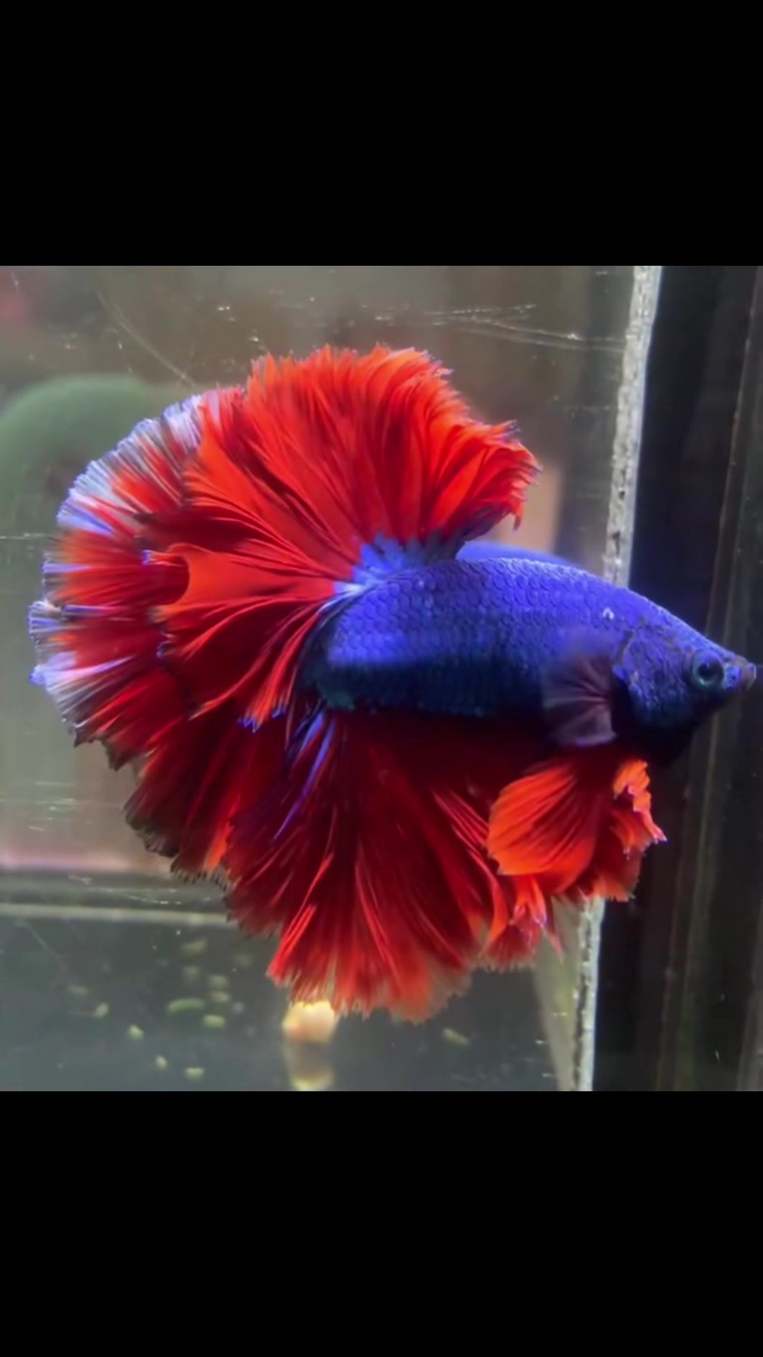 @網上看魚