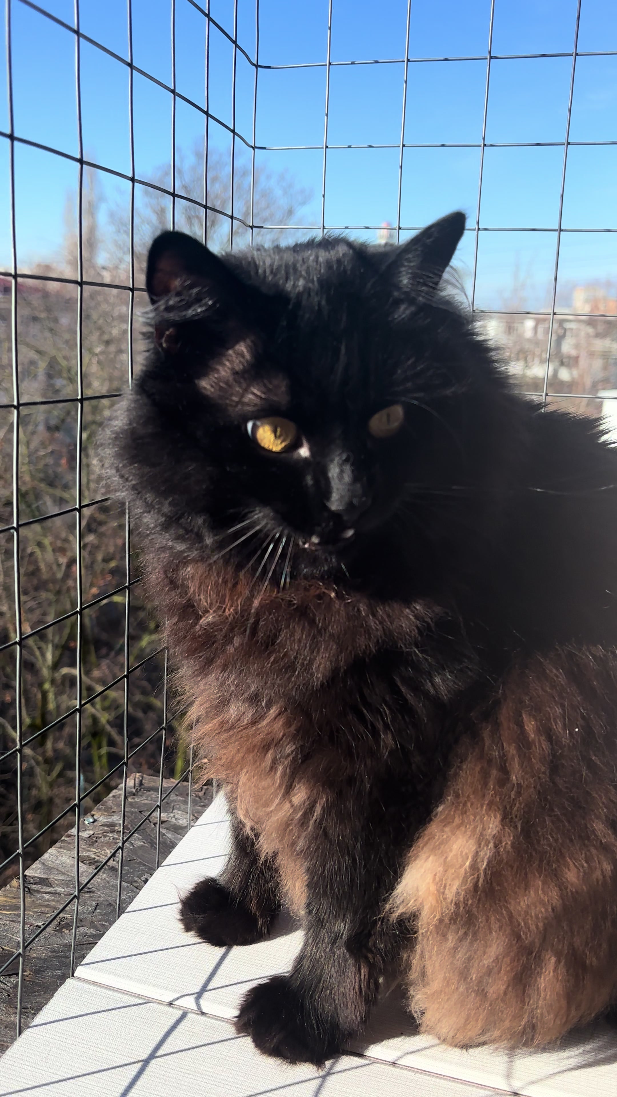 @Хвостатые бандиты🐈⬛🐈