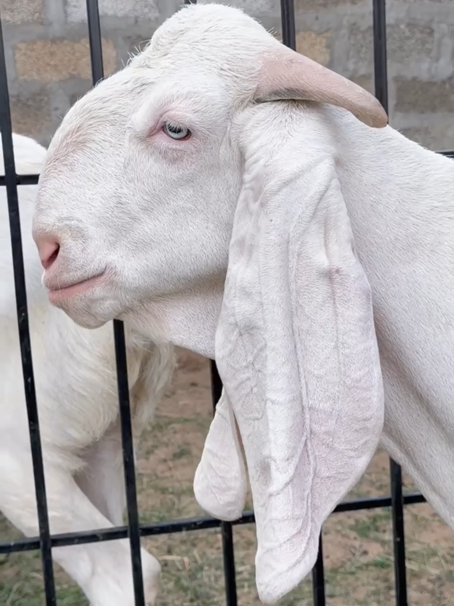 @Sheikh Goat & Cattle Farm