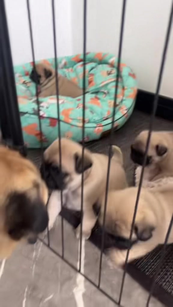 @pugSofyHarry