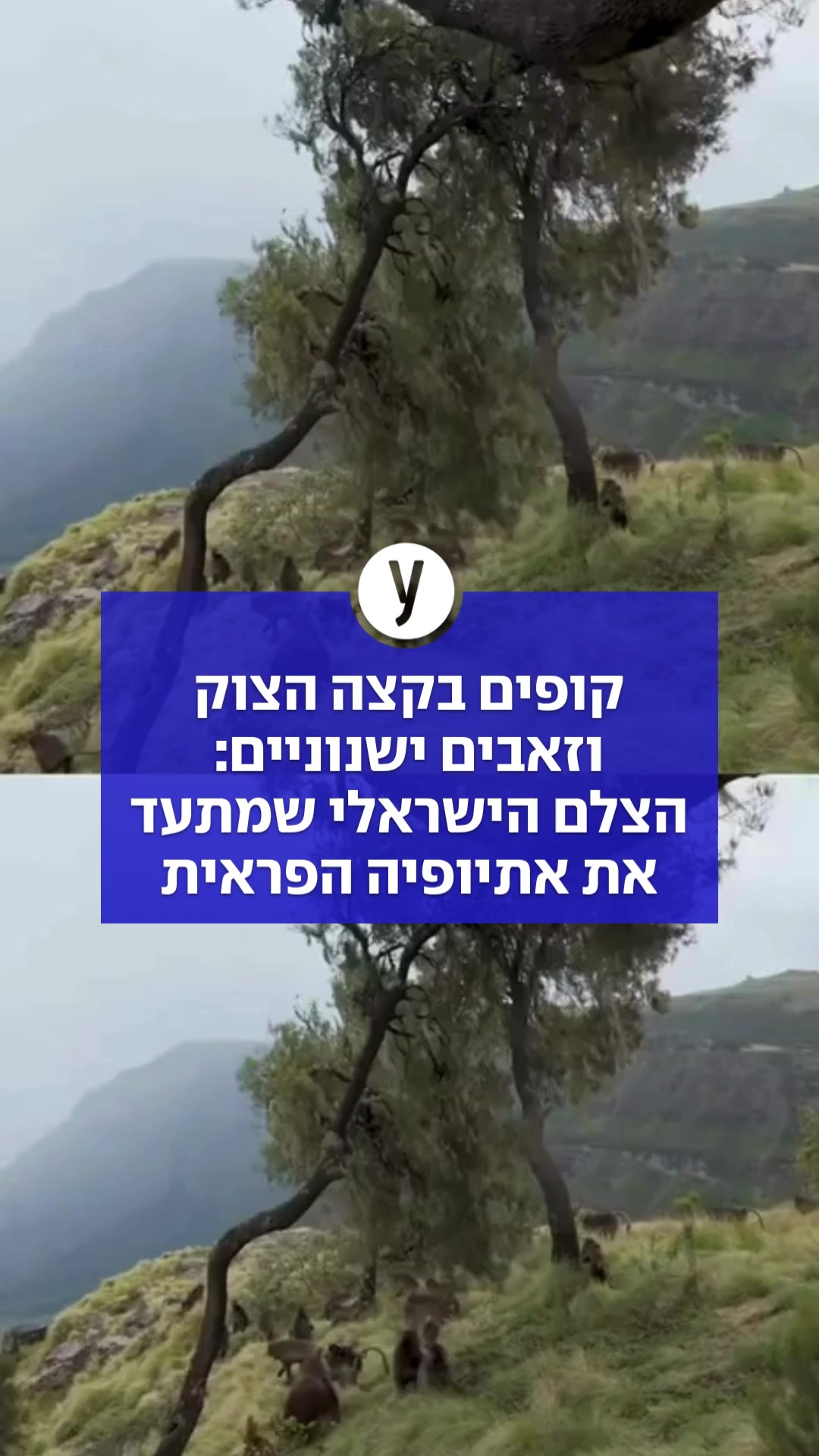 @ynet