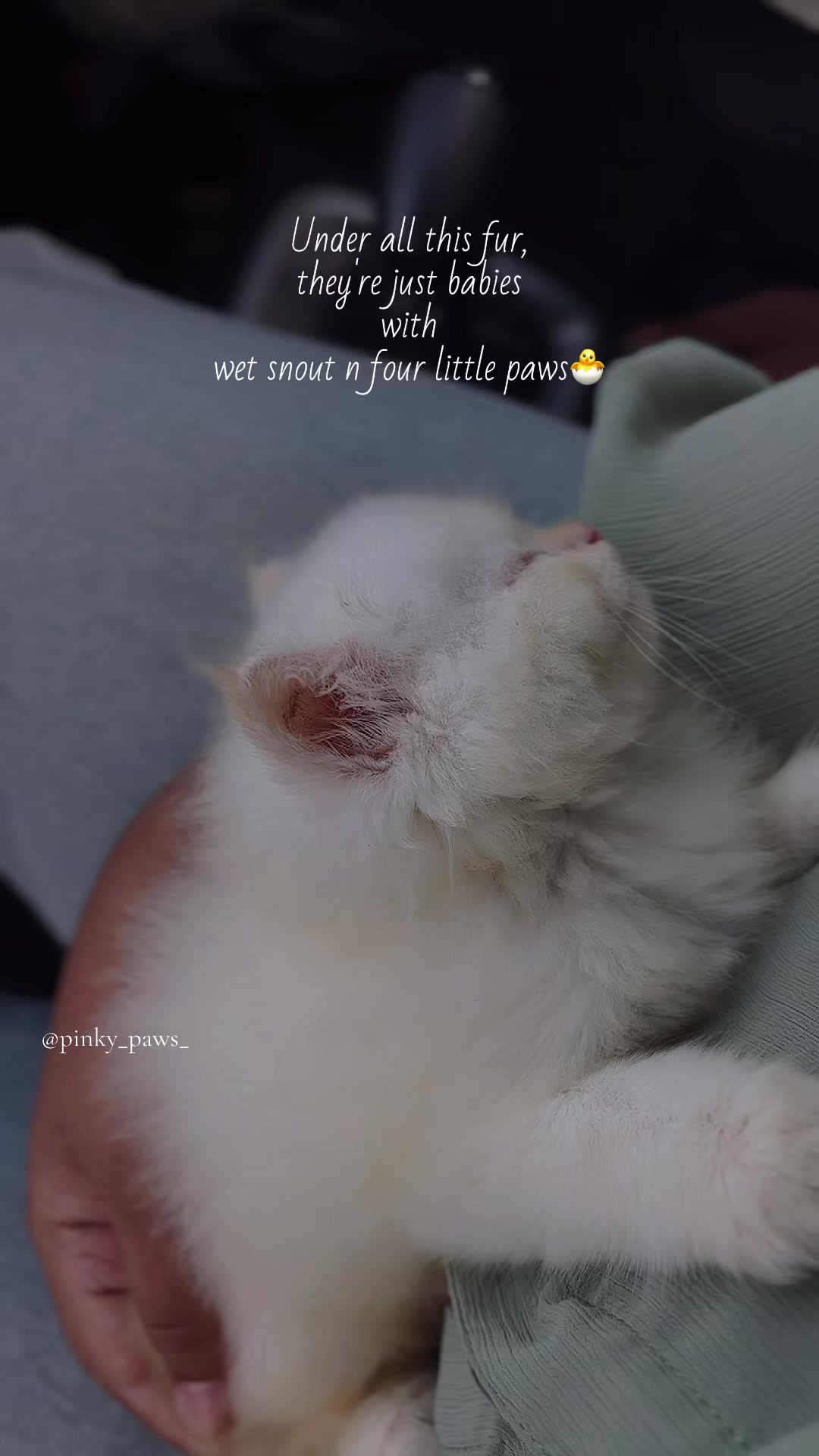 @Pinky Paws