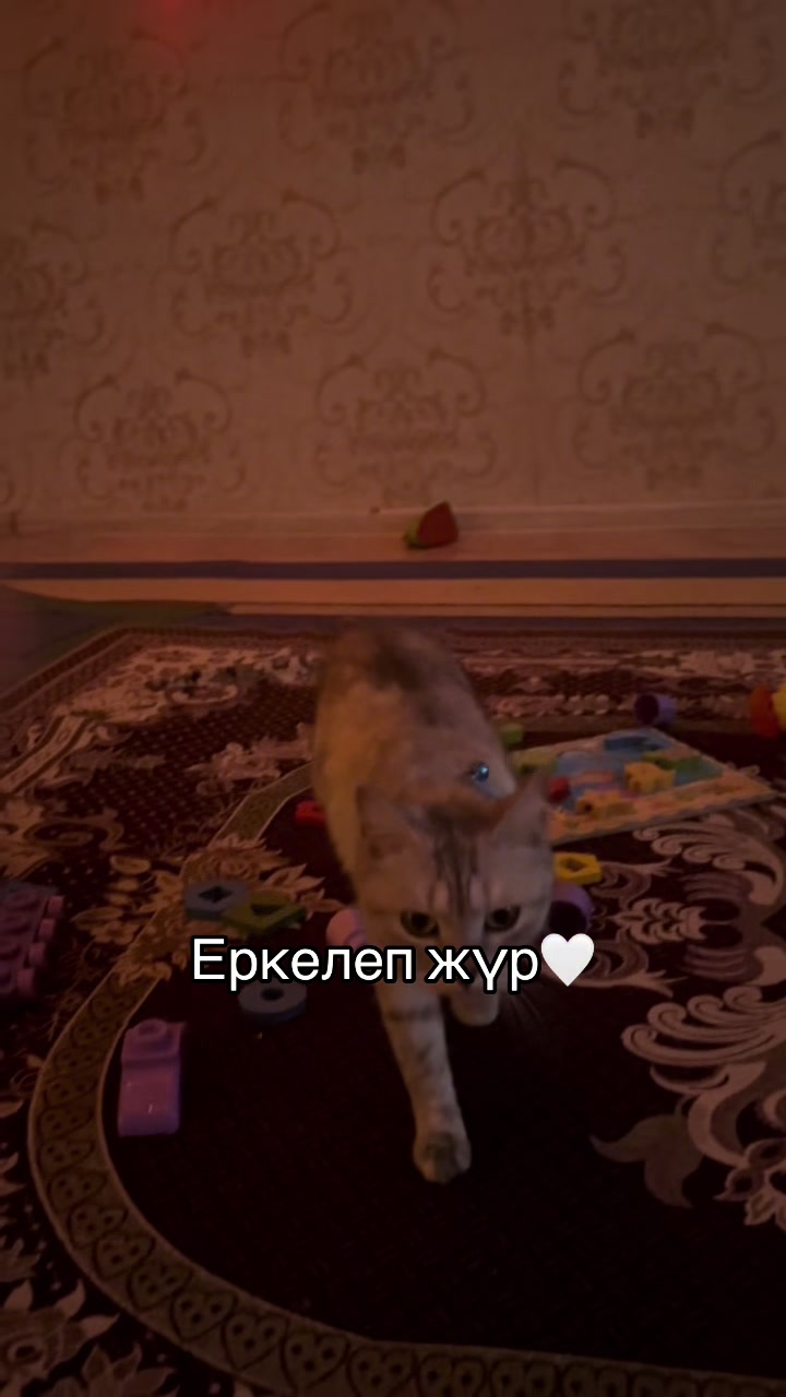 @boni04akx