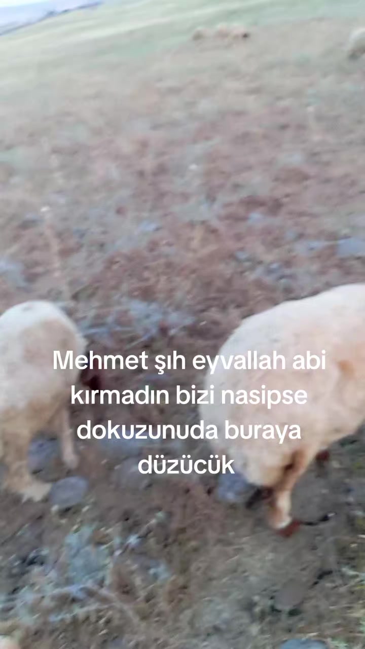 @"Enes_bdk