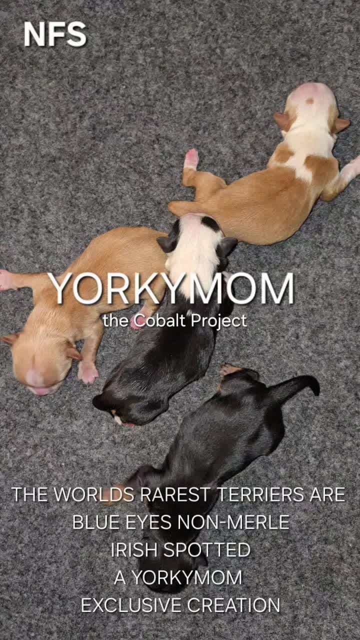 @theYorkymom