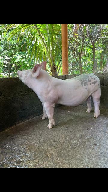 @granja_bendicion_de_dios