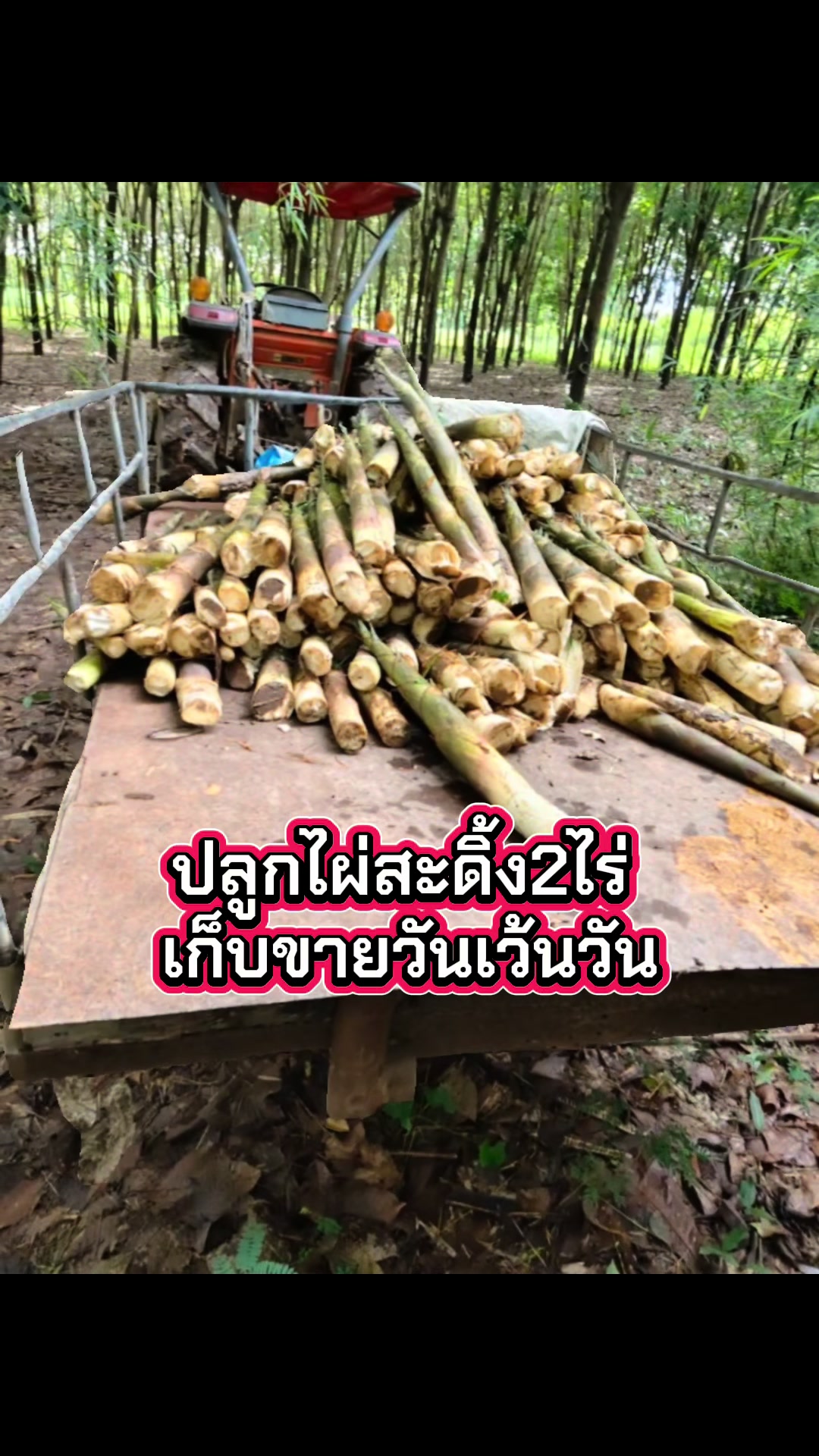 @นัดดาชอป