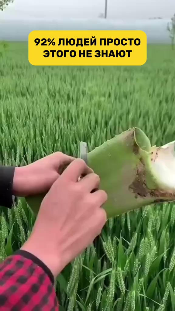 @Малецкова Люция