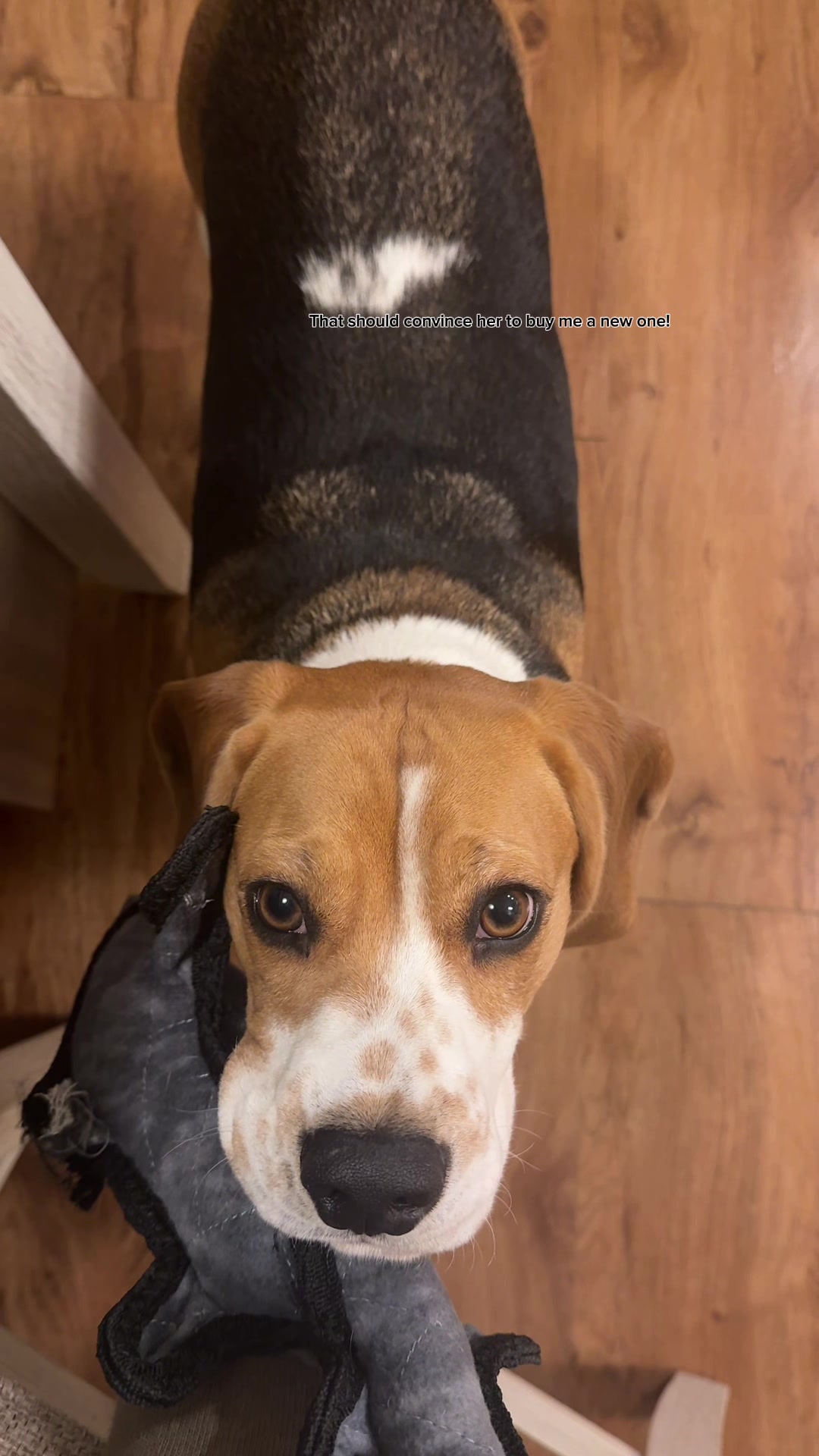 @Simon 🐶