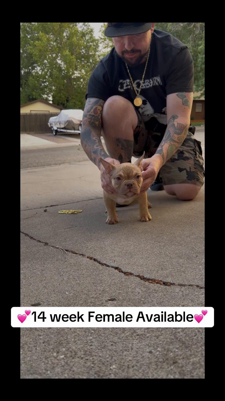 @steelforgedbullies