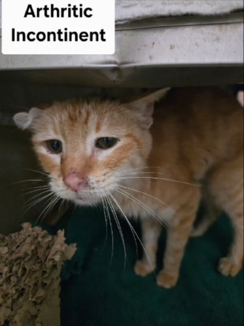 @Adoptacatinc