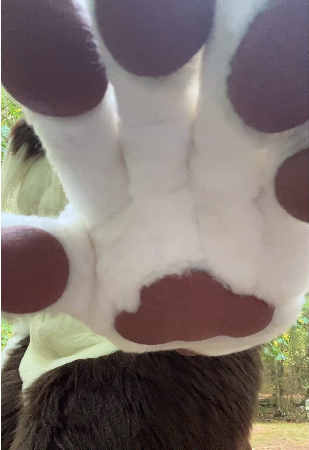 @Hazel Wolf