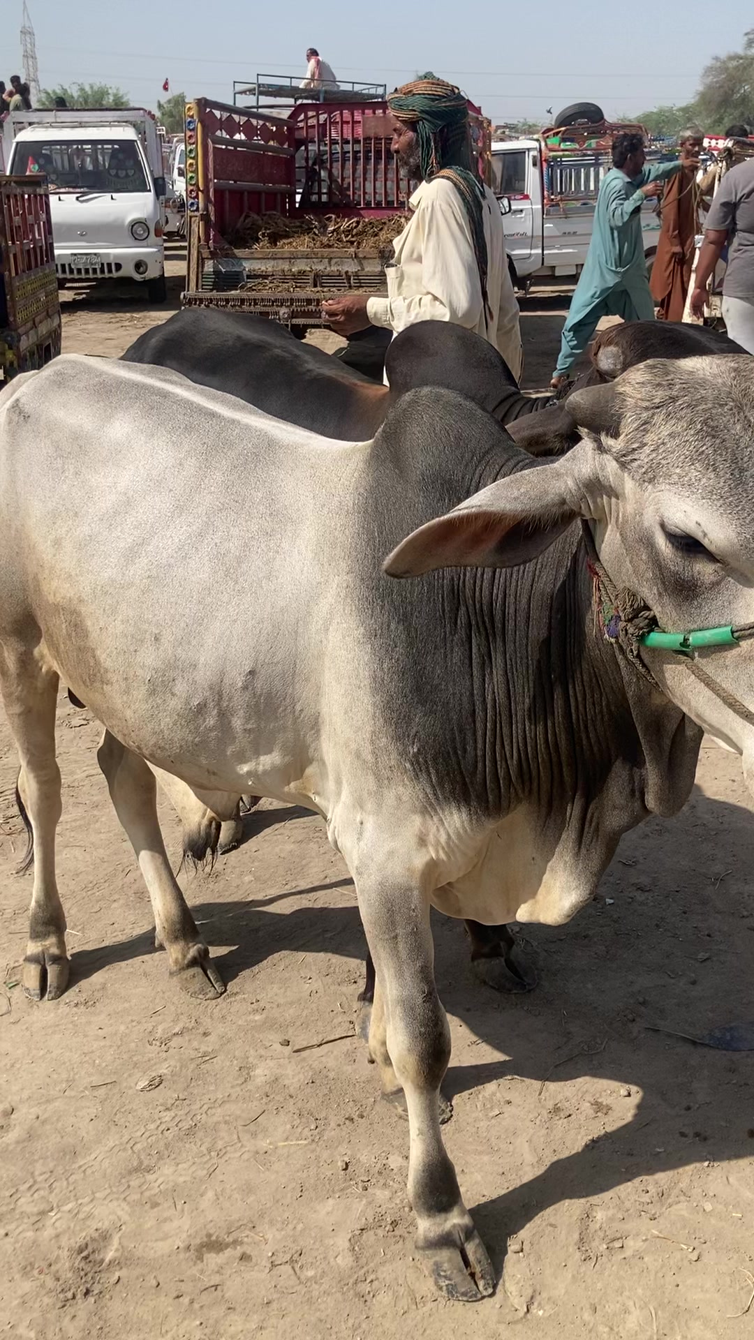 @cattle update Hyderabad