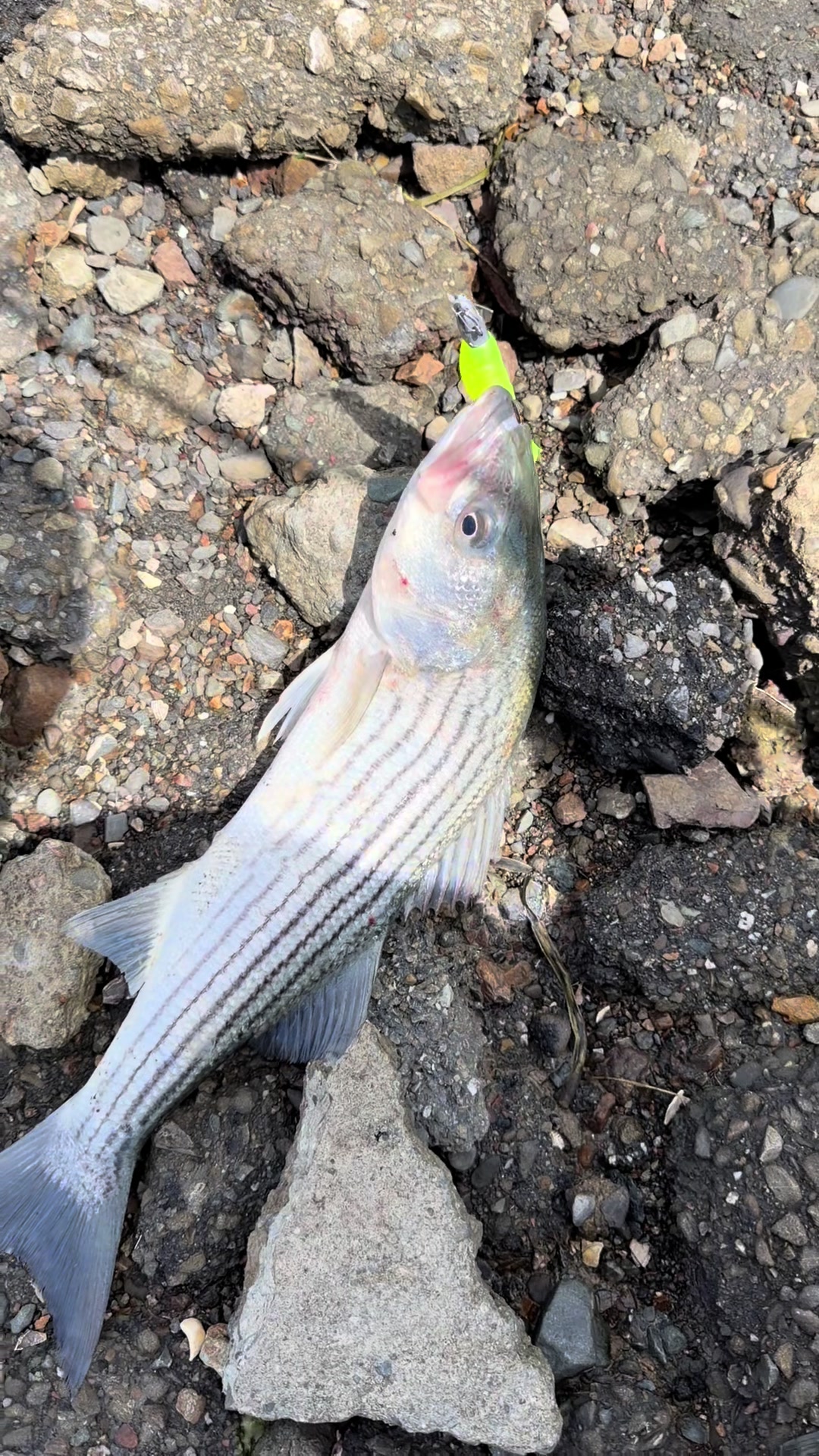 @Justfishnn510