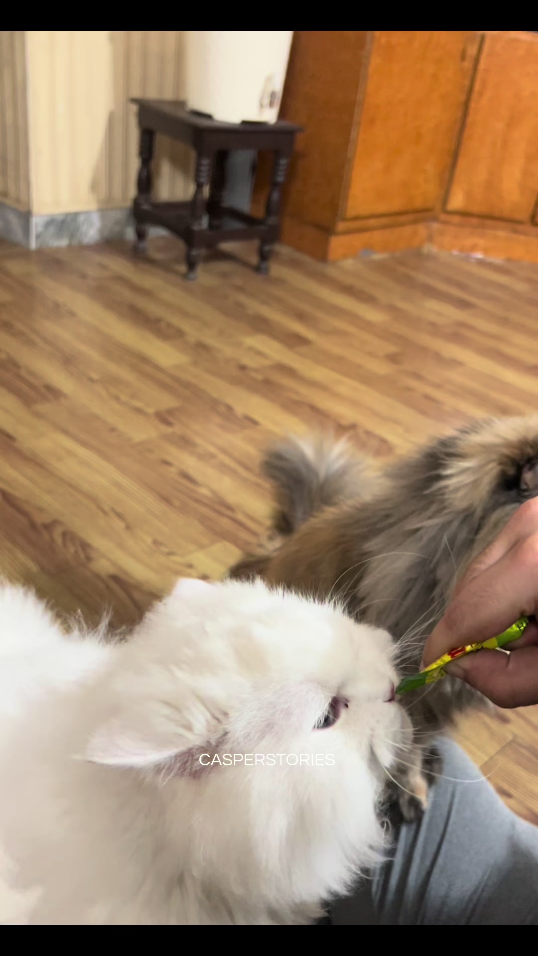 @𝑪𝒂𝒔𝒑𝒆𝒓 & 𝑴𝒊𝒏𝒏𝒊𝒆 🐾