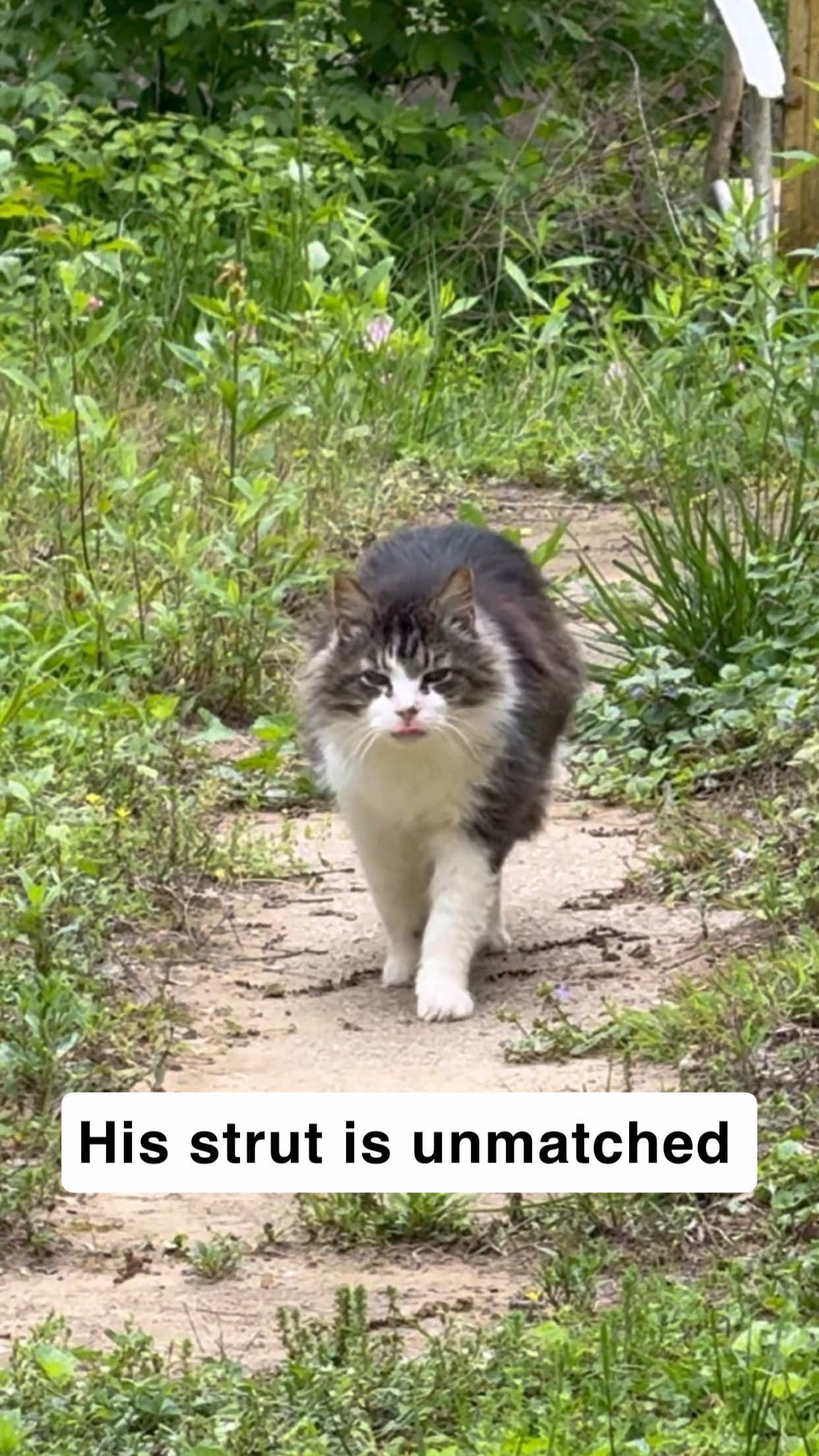 @first class whiskers