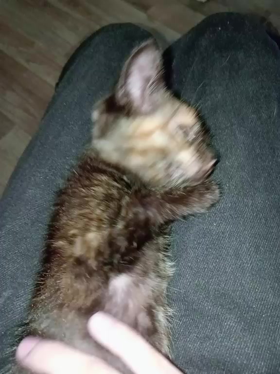 @кефа🐯