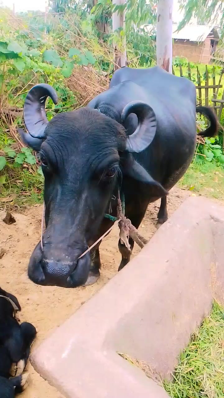 @hari narayan yadav098