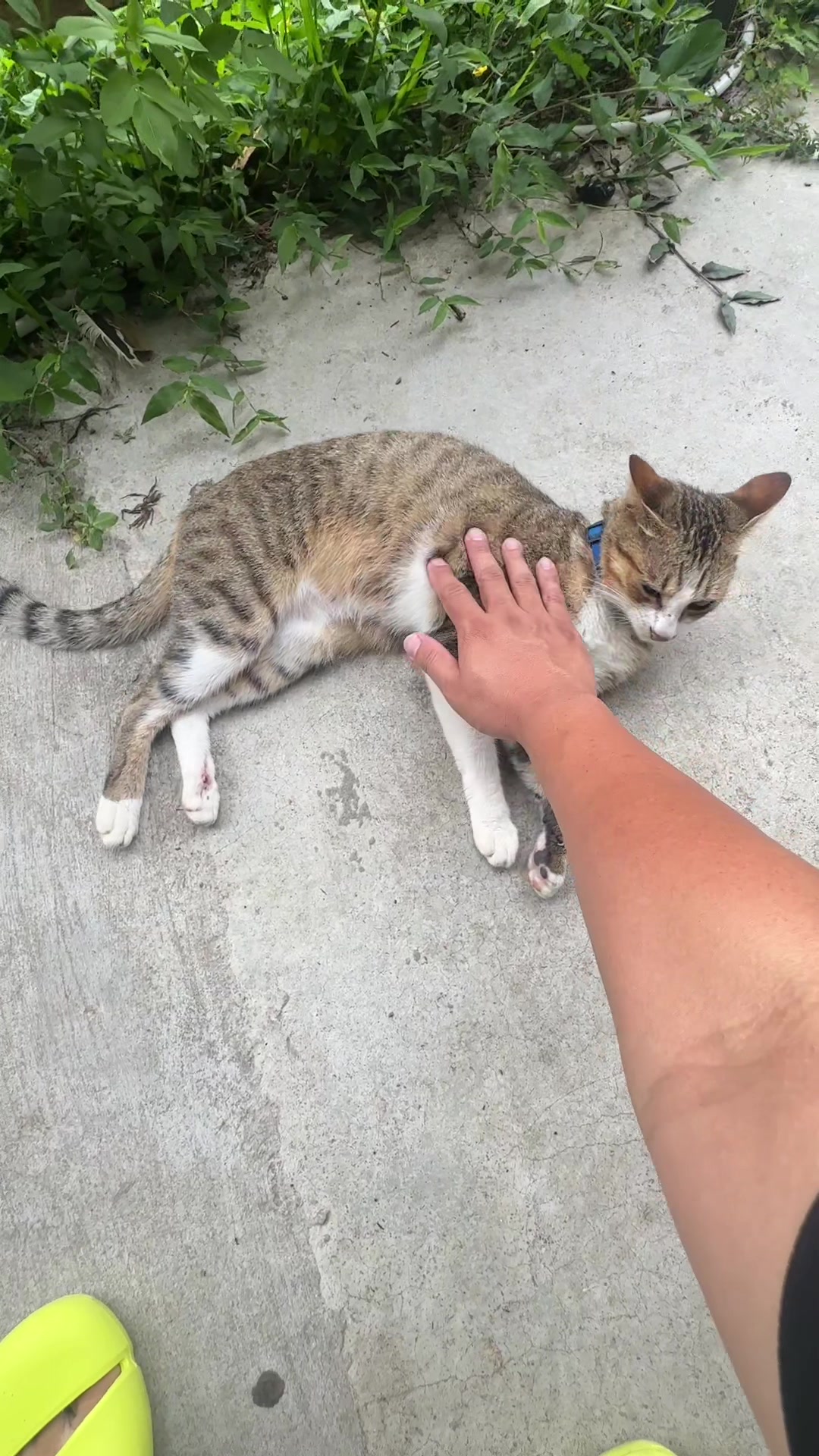 @雞腿伊老北
