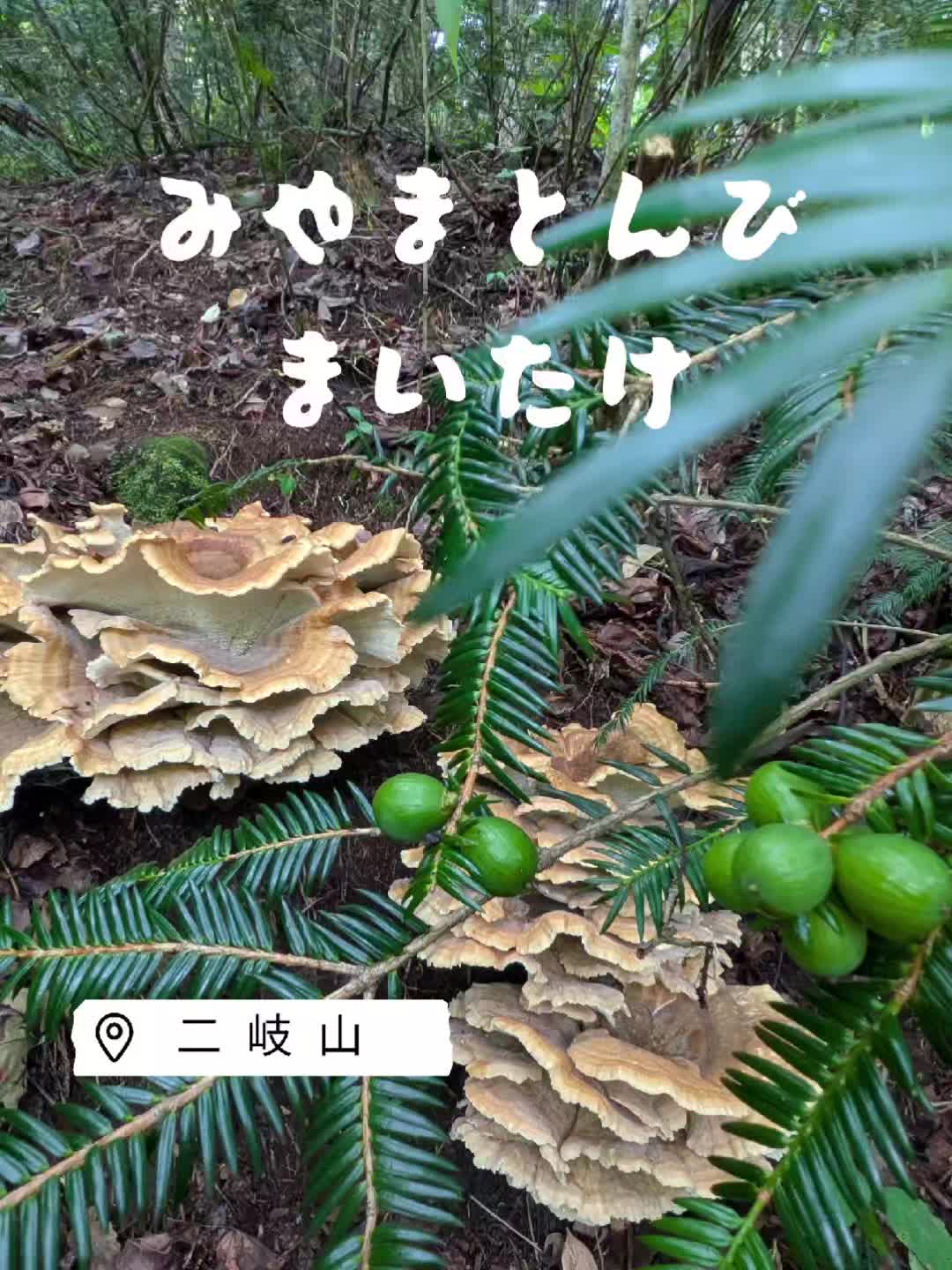 @若旦那