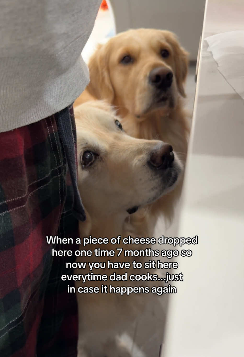 @lunas_golden_life