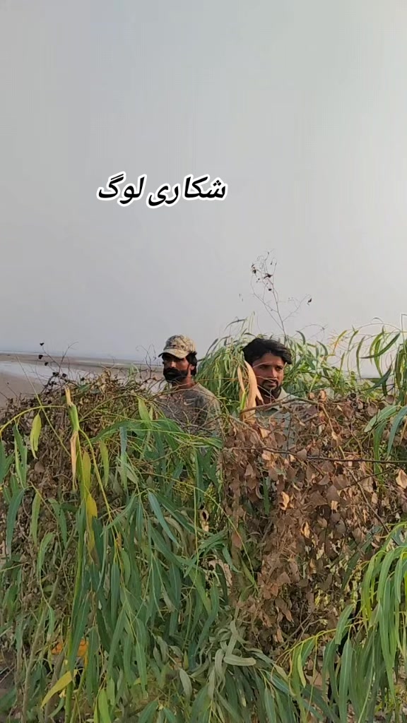 @shahbaz Punjabi 0786