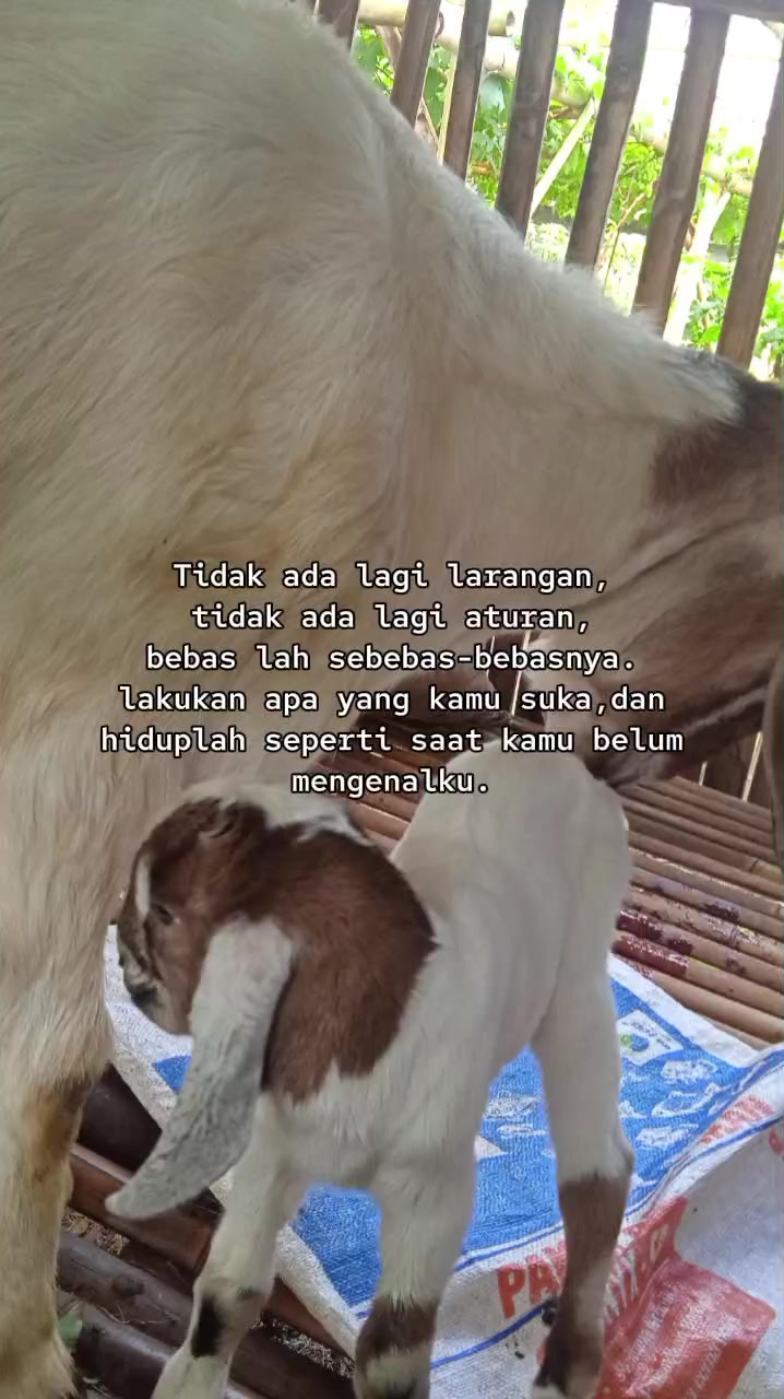 @Hanifan yudha wicaksono
