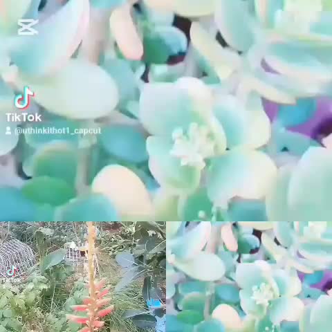 @Uthinkithot_Capcut organic