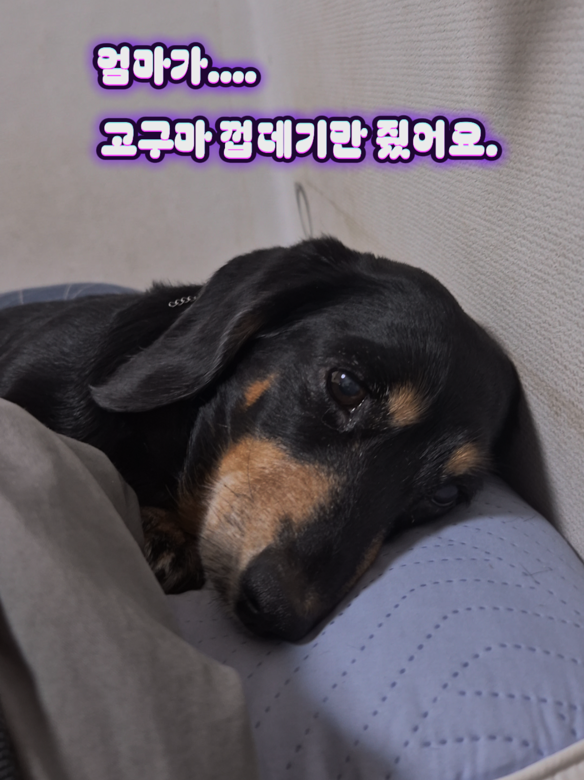 @코코대디