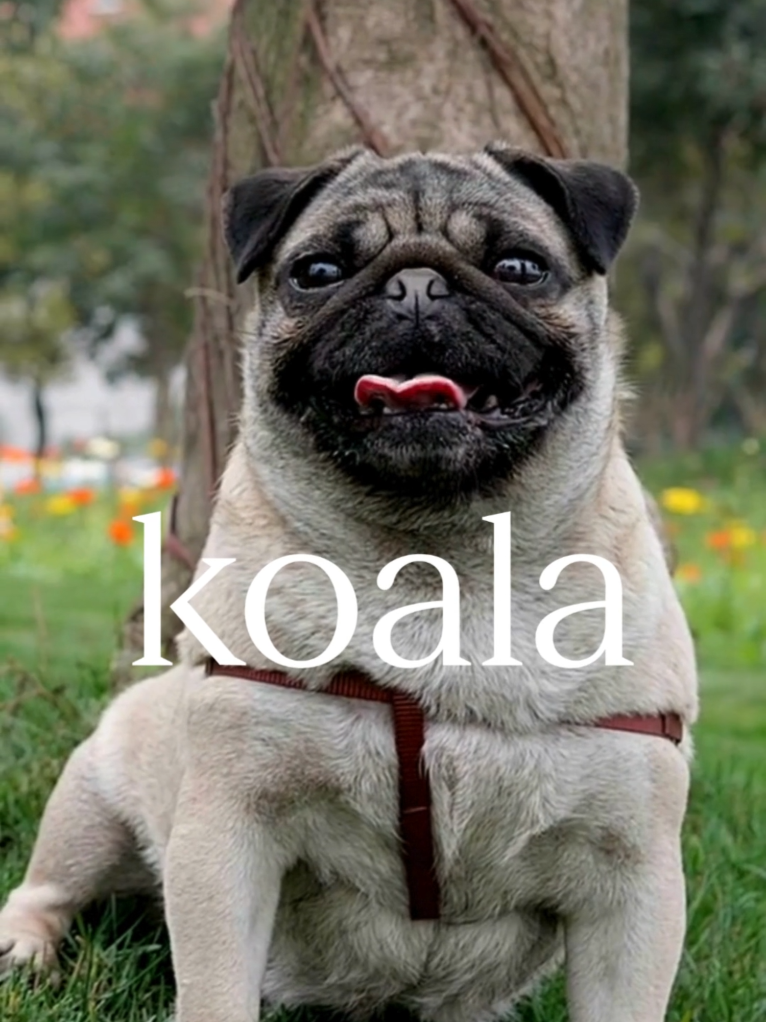 @Koala Health