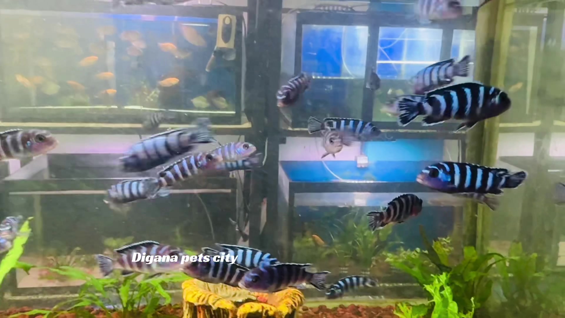 @Digana pets city