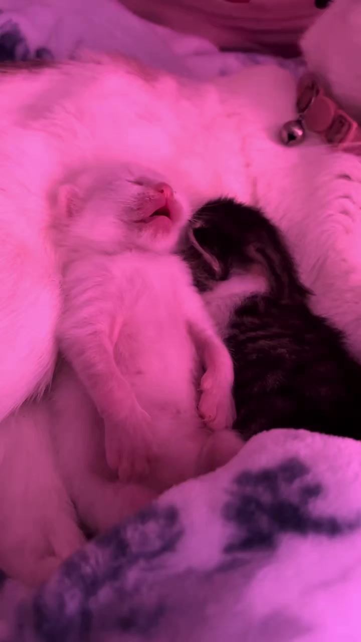 @Random Cat Stuff