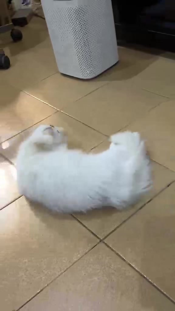 @Dera&rsquo;s cats🐈🐈🐈&zwj;⬛