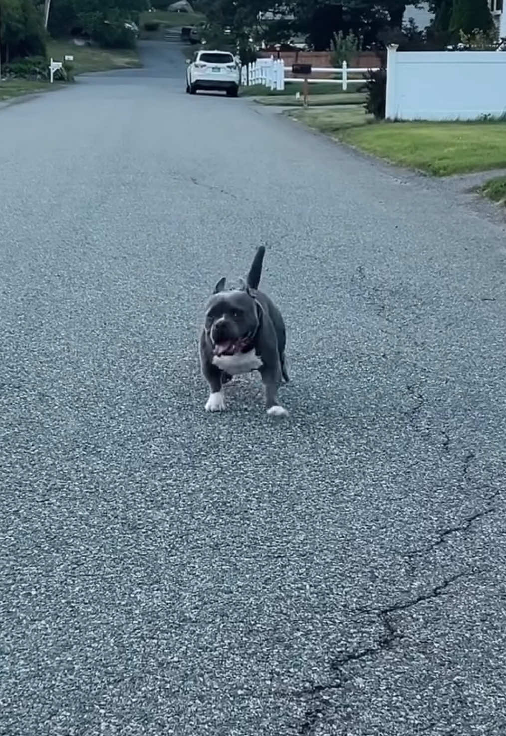 @Gunner | Pocket Bully