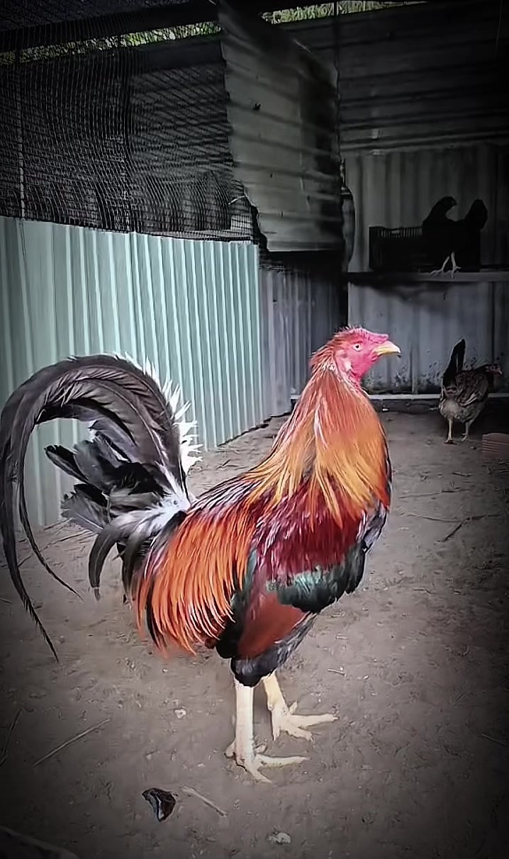 @Gà Mỹ Đỗ Đạt