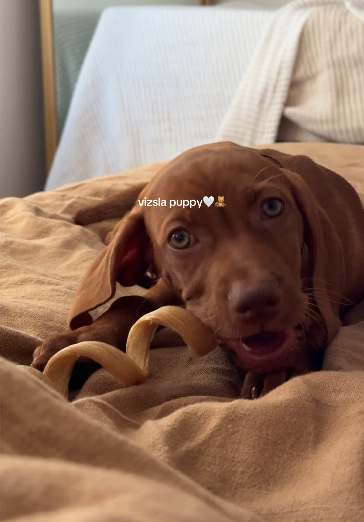 @briston the vizsla ♡
