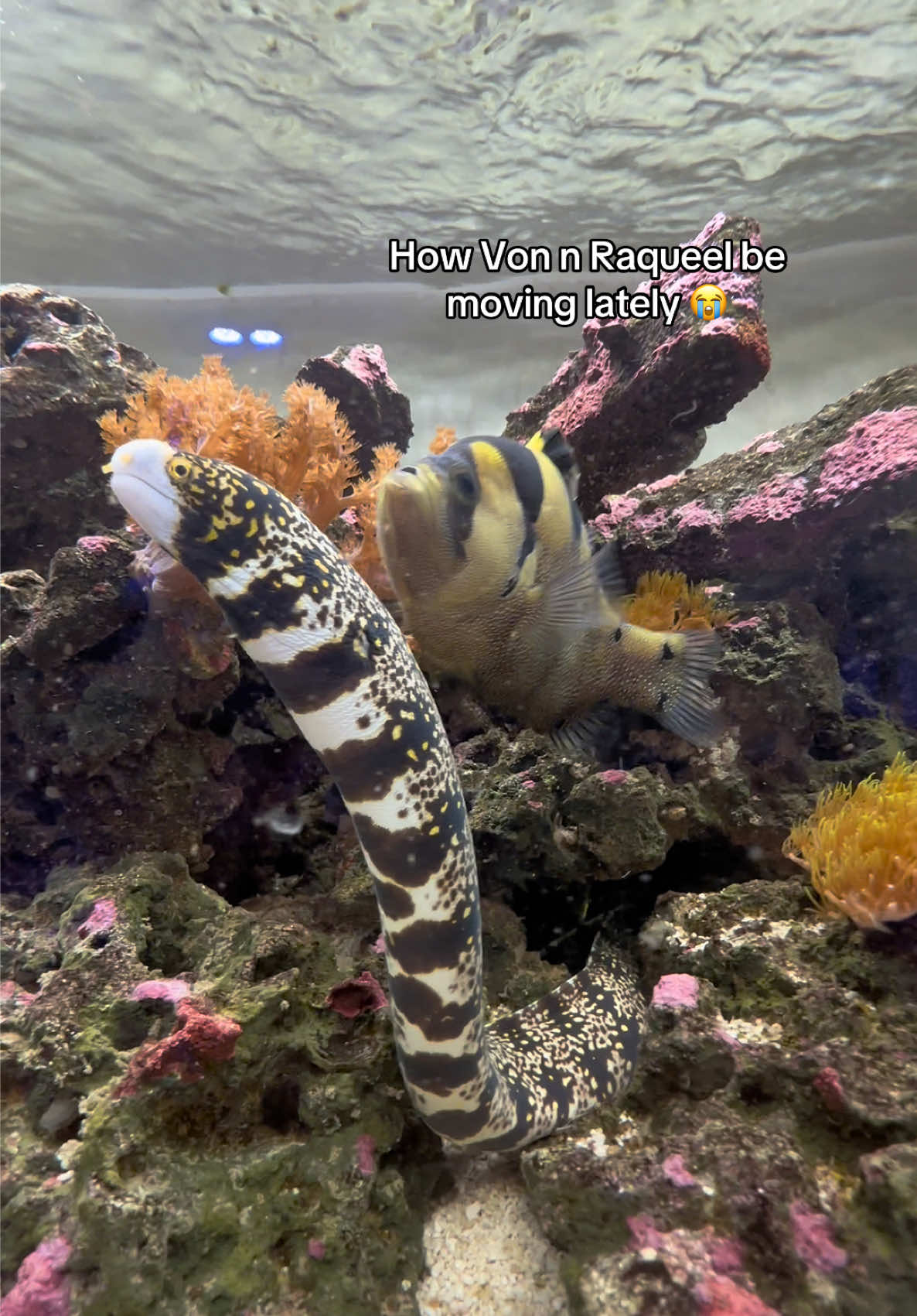 @ReefSync