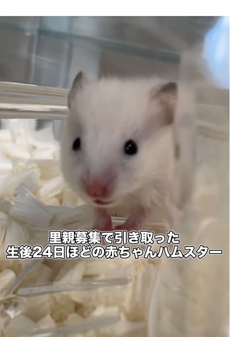 @はむはむパーク