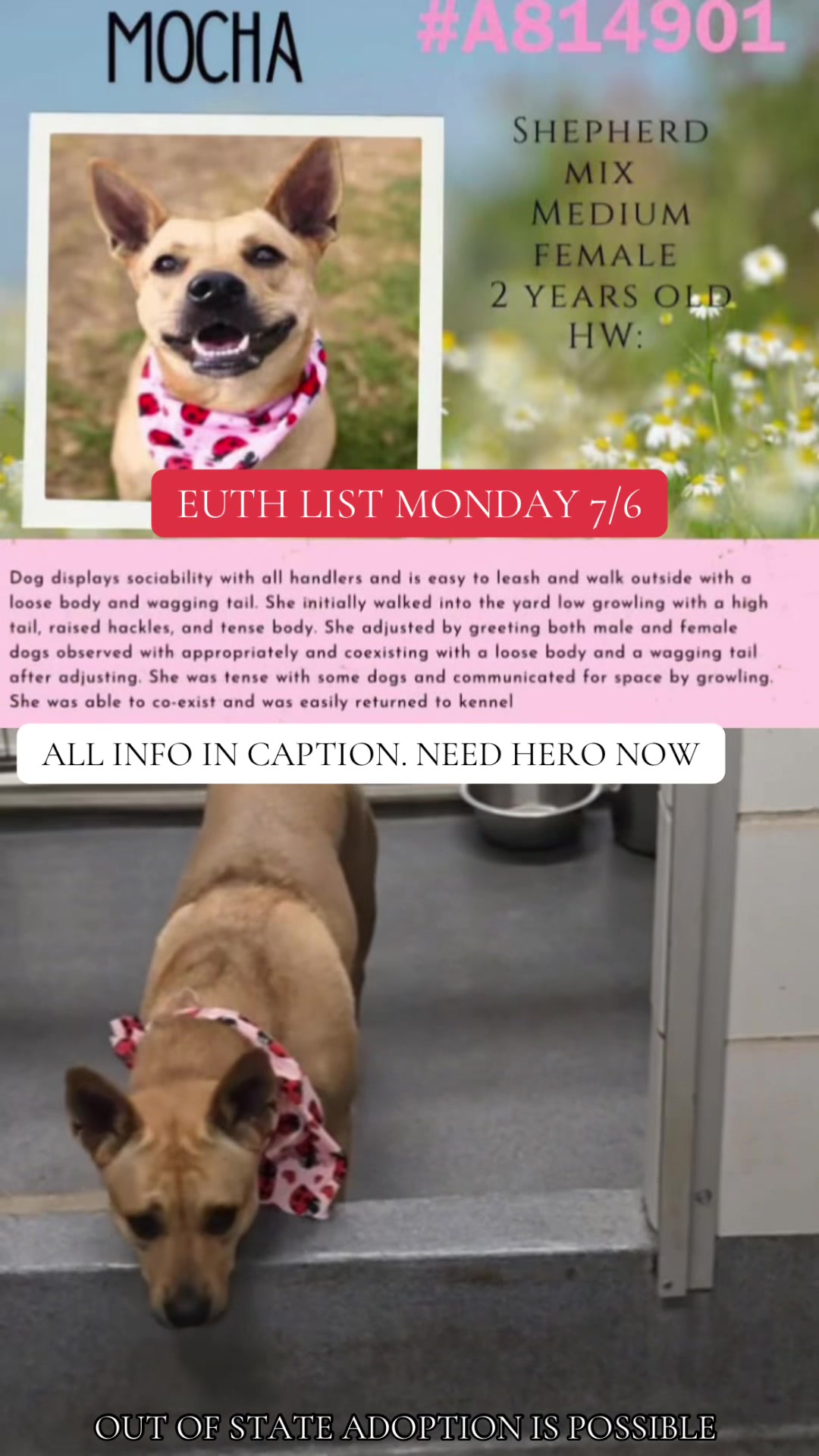 @@rescuedogs911