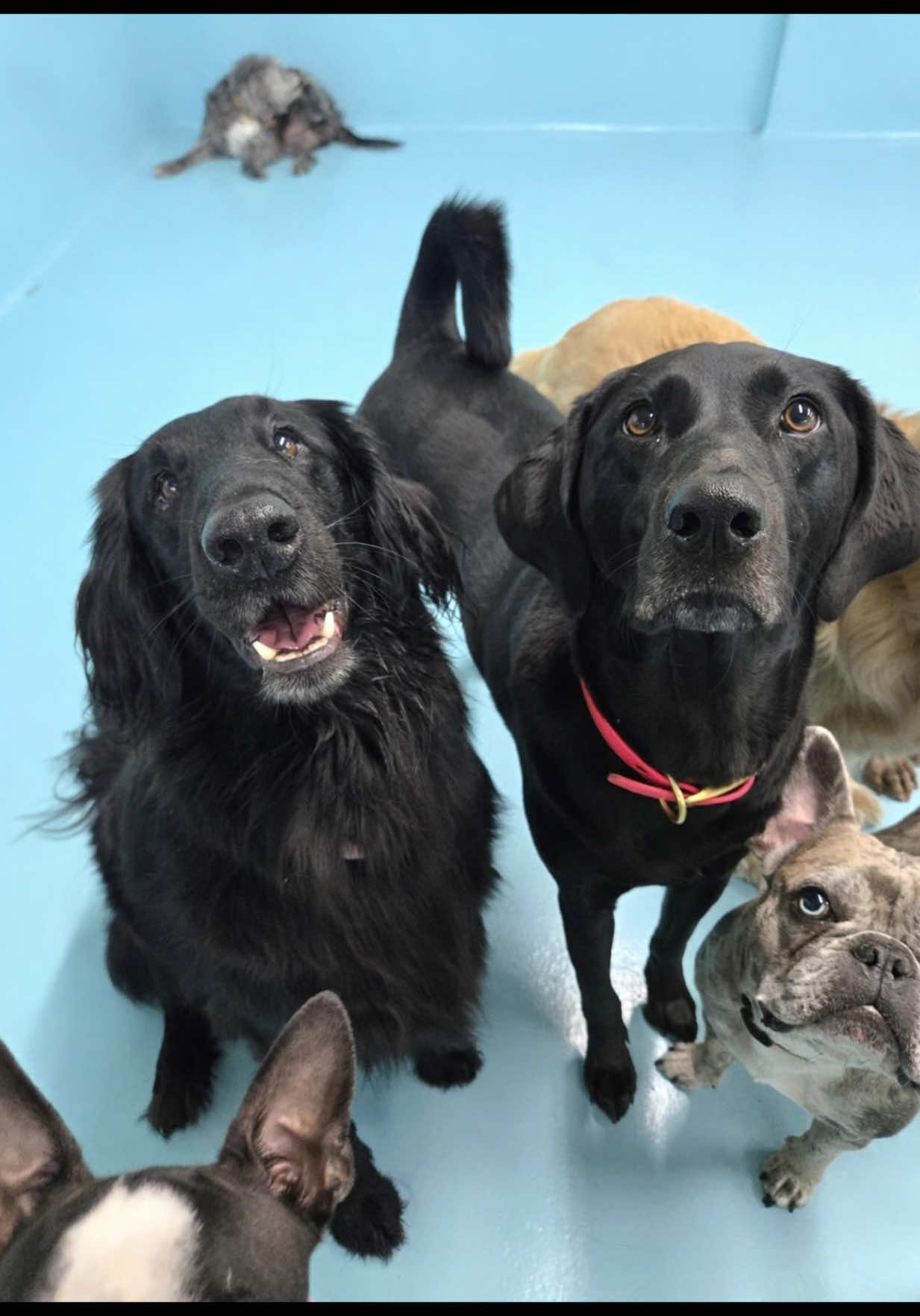 @Biscuits & Bath | Dog Retreat