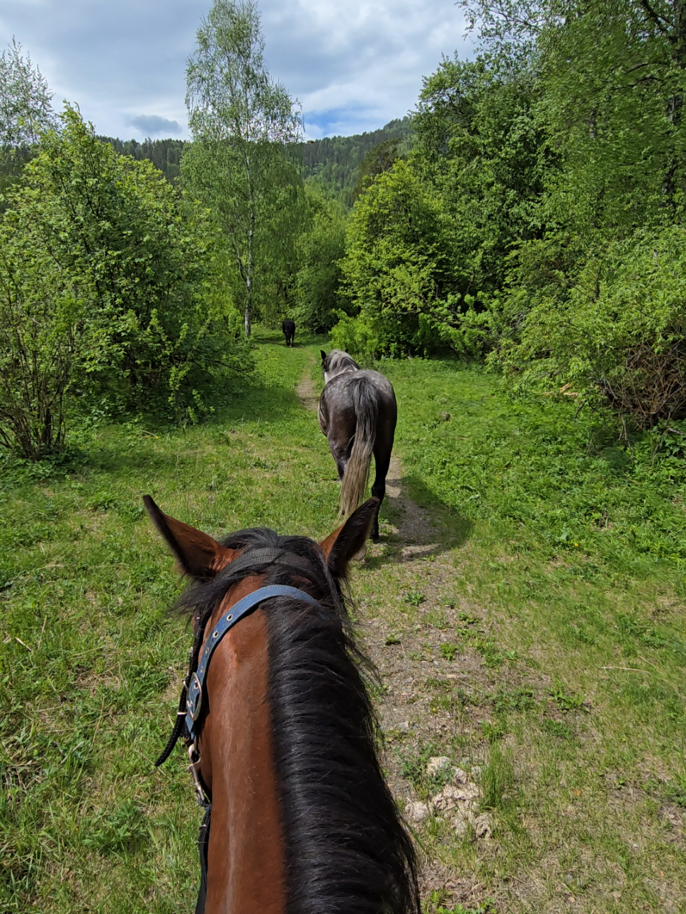 @tg: altaihorses