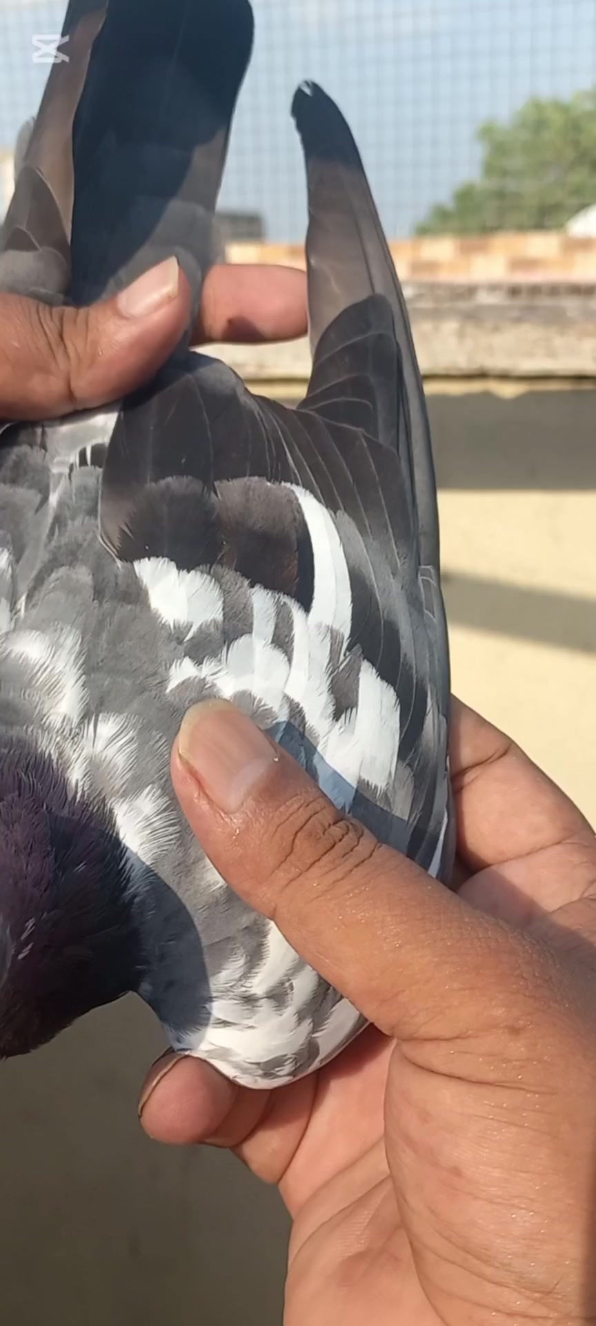 @Ranakasuripigeon