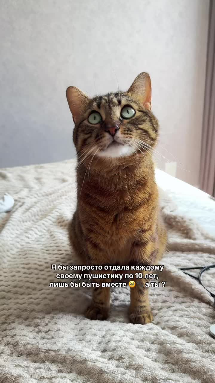 @Спасенные с улицы котики ❤️