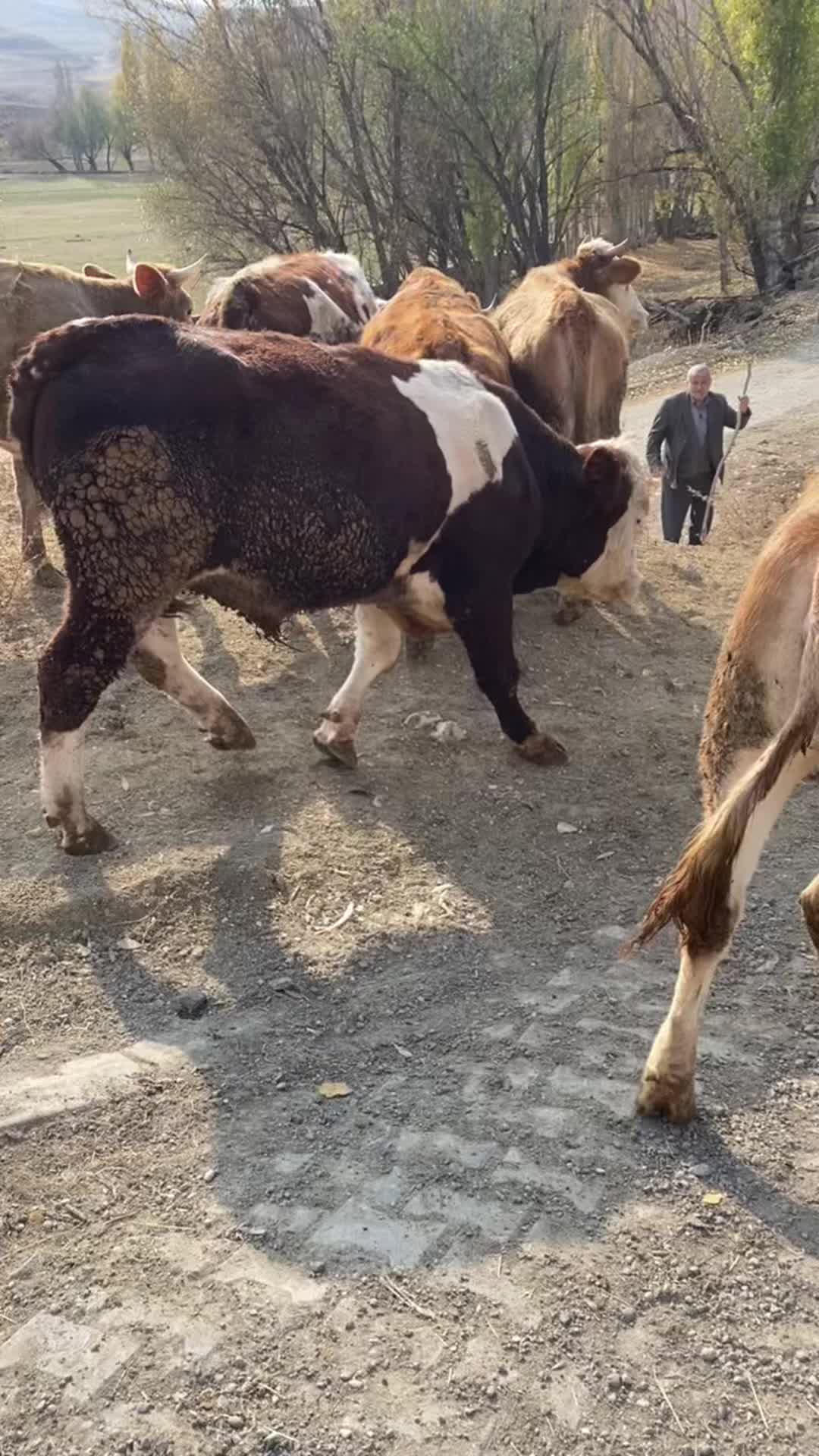 @Emre G&uuml;lmez
