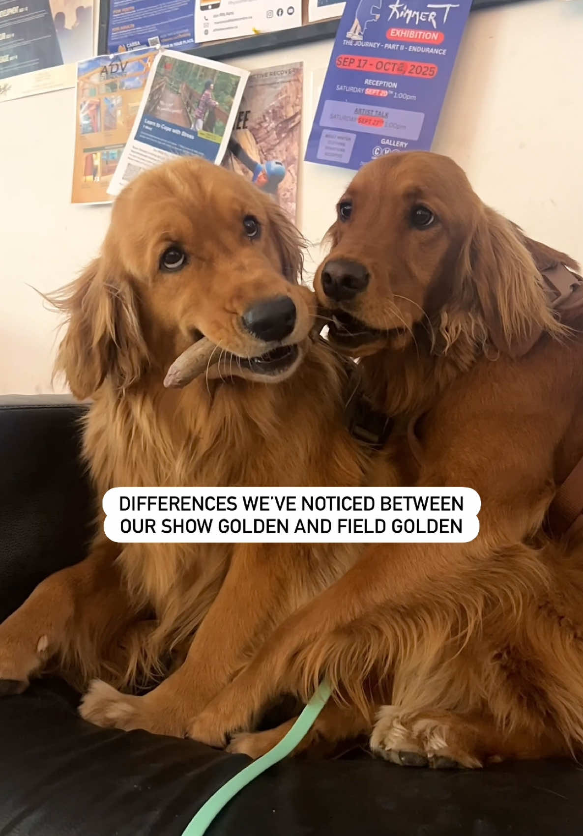 @Pacha and Bucket the Goldens