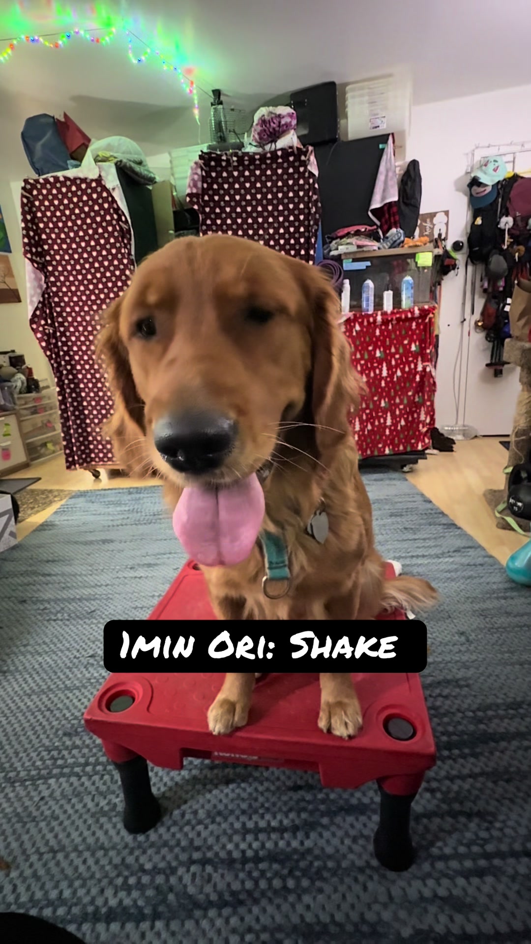 @FlexiblePetSolutions