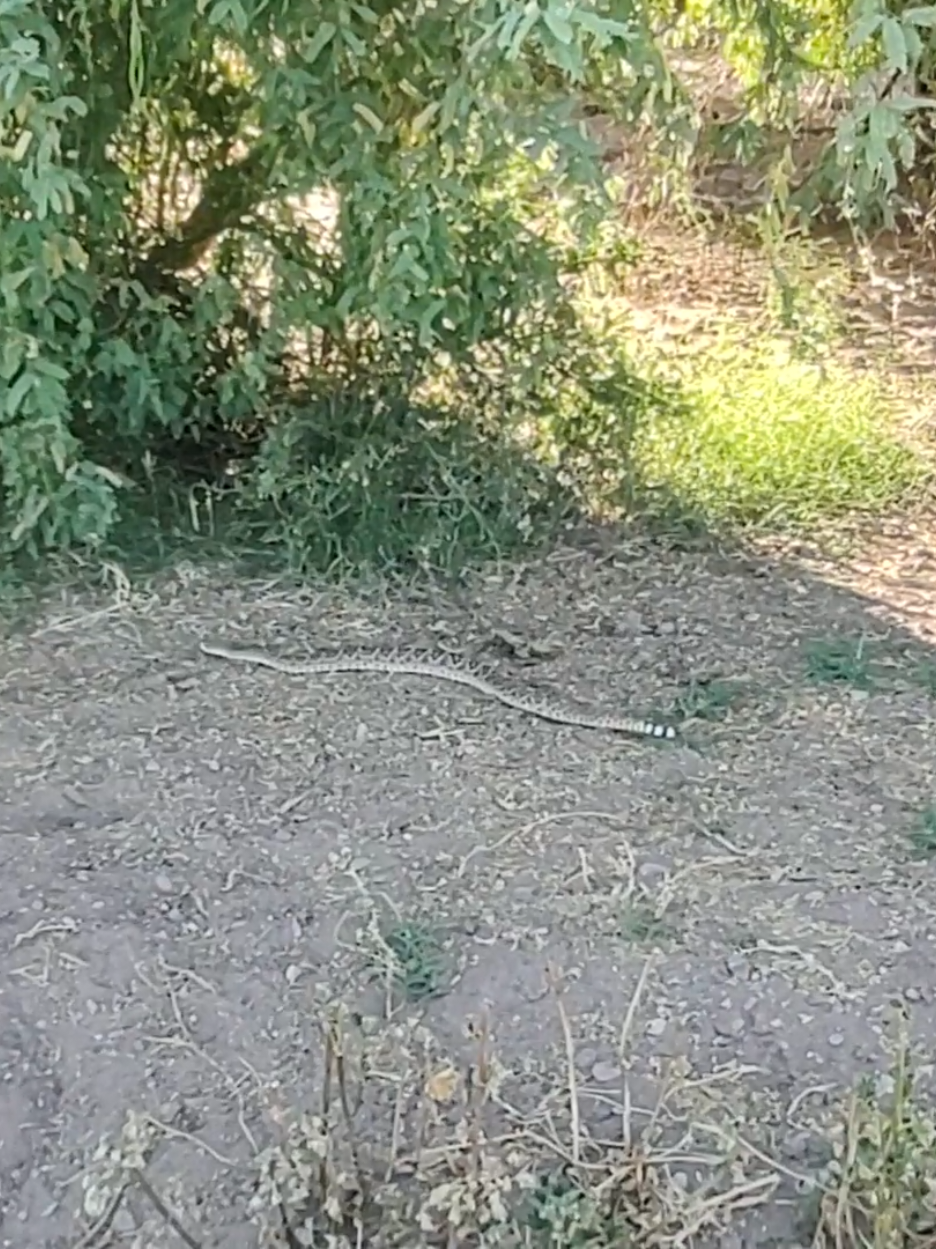 @mattadeo